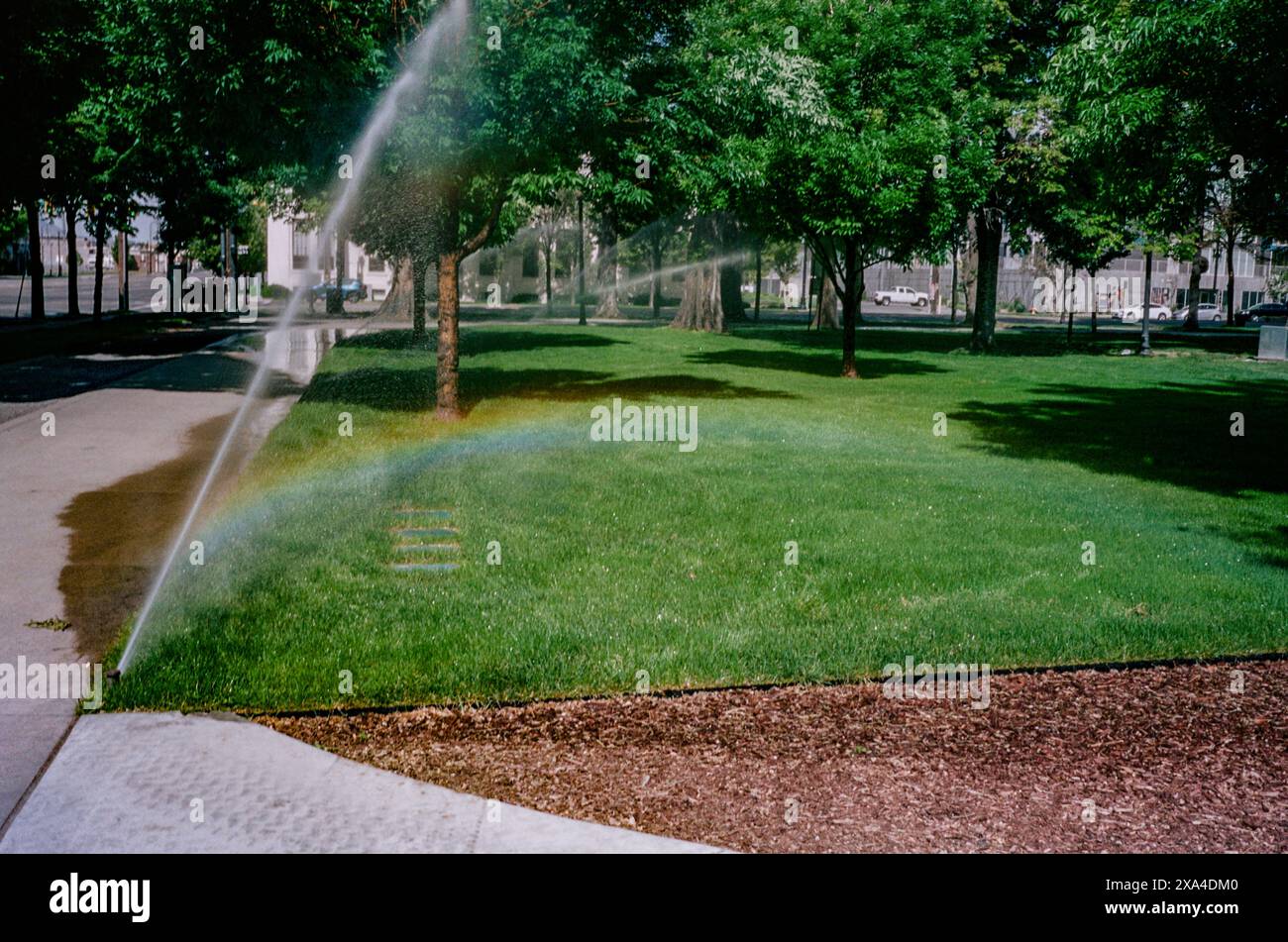 Ein Sprinkler bewässert einen üppigen, grünen Park und erzeugt einen sichtbaren Regenbogen im Nebel vor einer Kulisse von Bäumen und einem klaren Himmel. Stockfoto