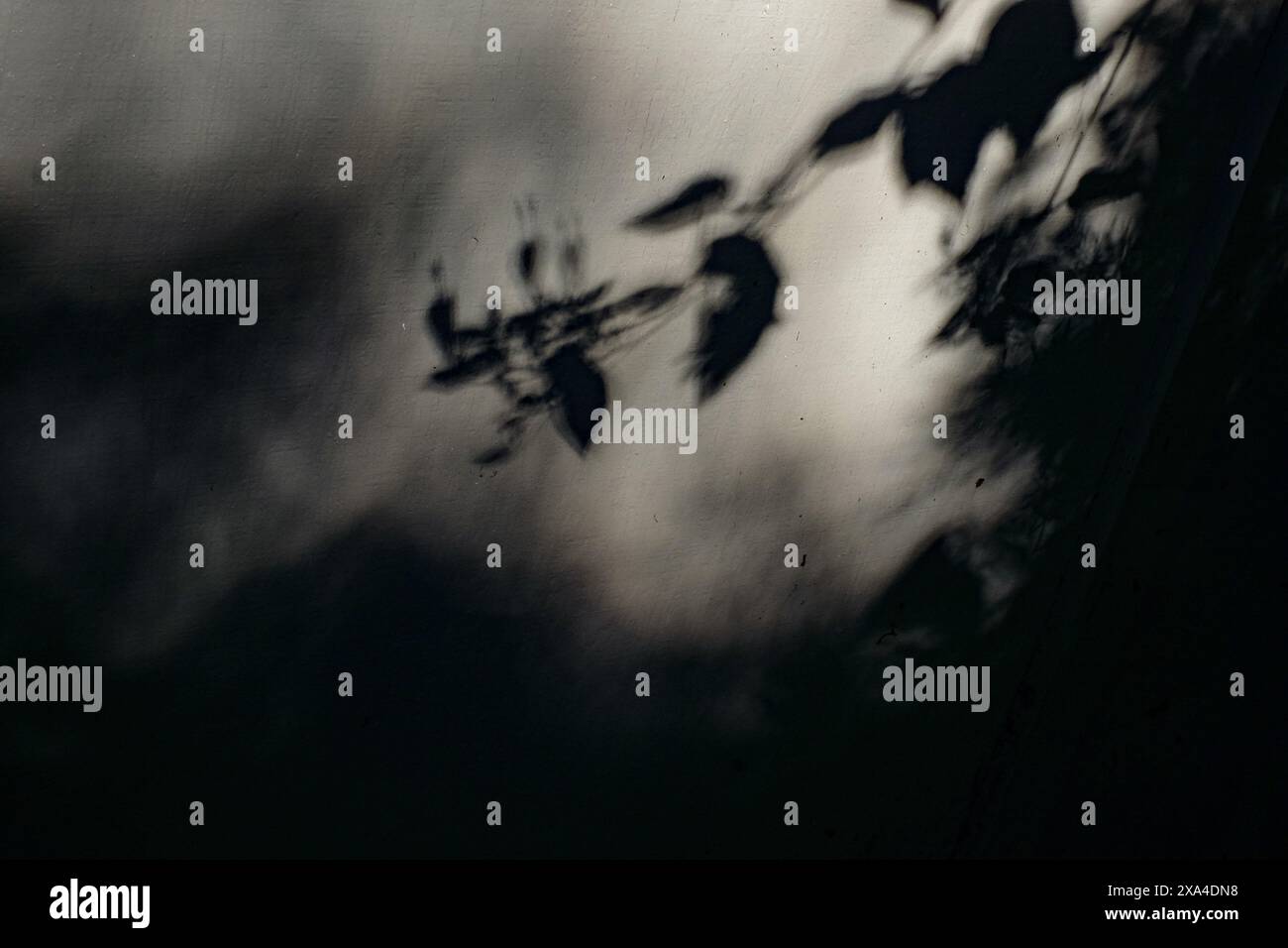 Schatten von Blättern projiziert auf eine strukturierte Oberfläche, wodurch eine abstrakte und stimmungsvolle Atmosphäre entsteht. Stockfoto