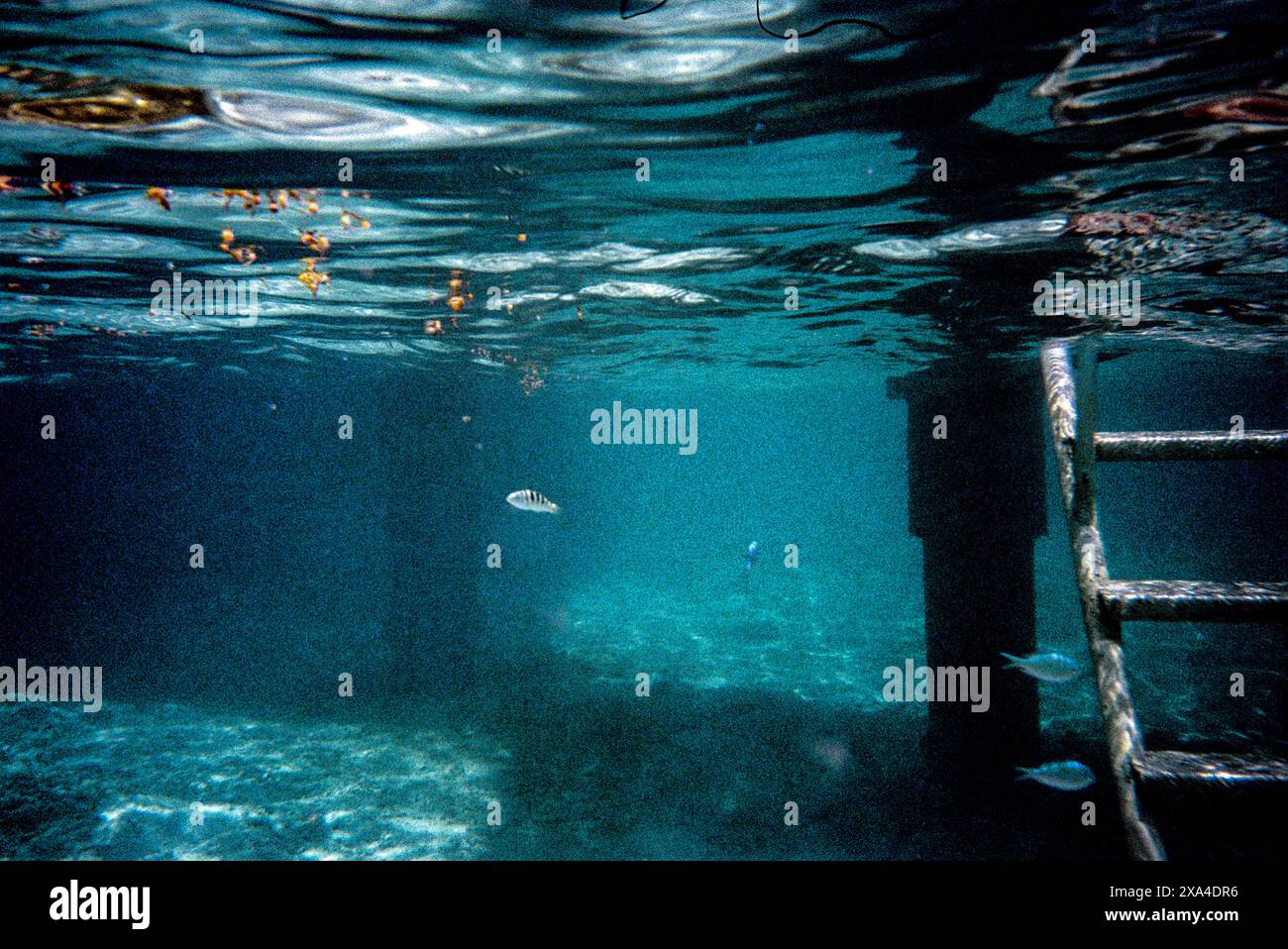 Die Unterwasserszene zeigt eine Metallleiter, die ins Meer führt, mit kleinen Fischen, die in der Nähe schwimmen, und die wellige Wasseroberfläche, die darüber sichtbar ist. Stockfoto