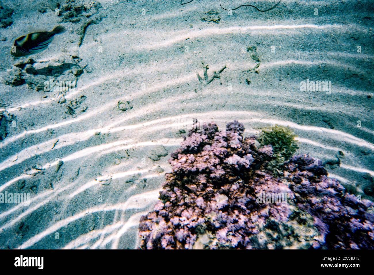 Unterwasserszene mit einer Korallenformation umgeben von Sand und einem einsamen Fisch, der darüber schwimmt. Stockfoto