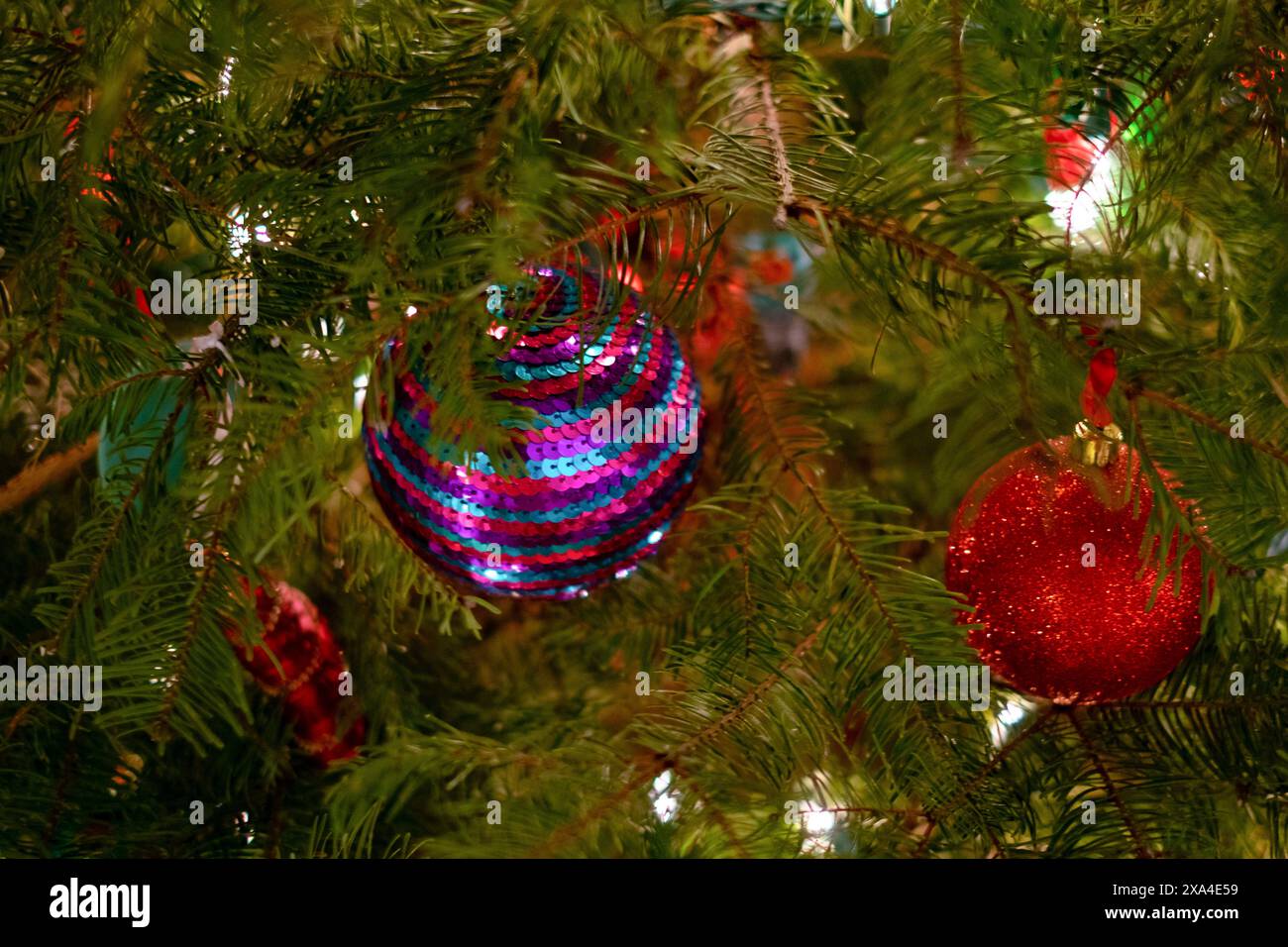 Nahaufnahme von Weihnachtsbaumzweigen, die mit einer glänzenden blauen und einer glitzernden roten Kugel geschmückt sind, beleuchtet von funkelnden festlichen Lichtern. Stockfoto