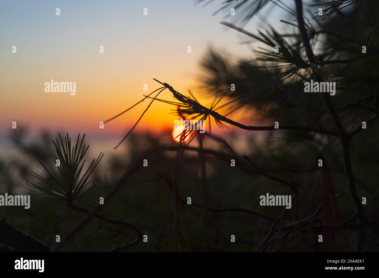 Foto von einem Sonnenuntergang im Meer und glänzt durch die Zweige von Kiefern auf der Insel Vir in Kroatien Stockfoto