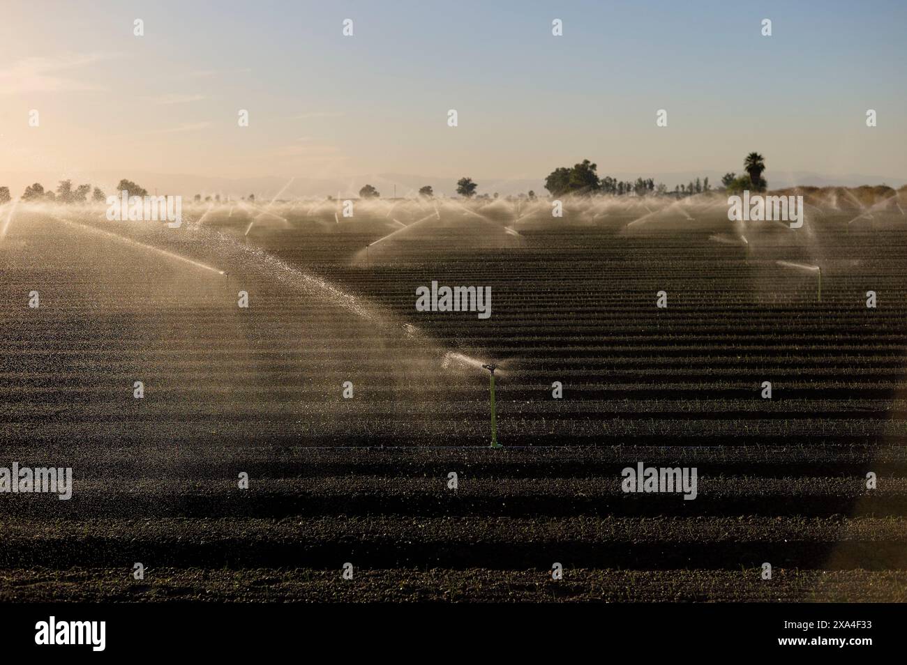 Ein Bewässerungssystem bewässert die Ernte an einem sonnendurchfluteten Morgen auf einem Feld, wodurch eine nebelige Atmosphäre entsteht, während die Sonnenstrahlen durch die Wassertröpfchen filtern. Stockfoto