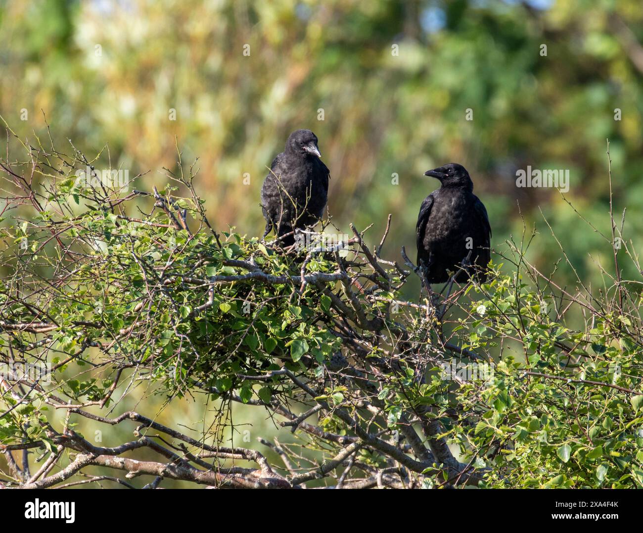 AAS-Krähe (Corvus Corone) Stockfoto