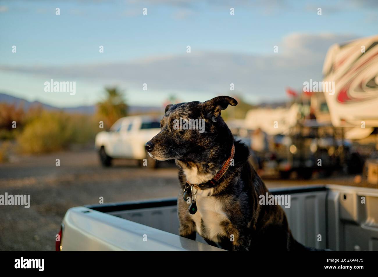 Ein Hund mit gebürstetem Mantel sitzt auf dem Bett eines Pickup-Trucks und blickt mit einem Wohnmobil und Fahrzeugen im Hintergrund vor einem dunklen Himmel in die Ferne. Stockfoto