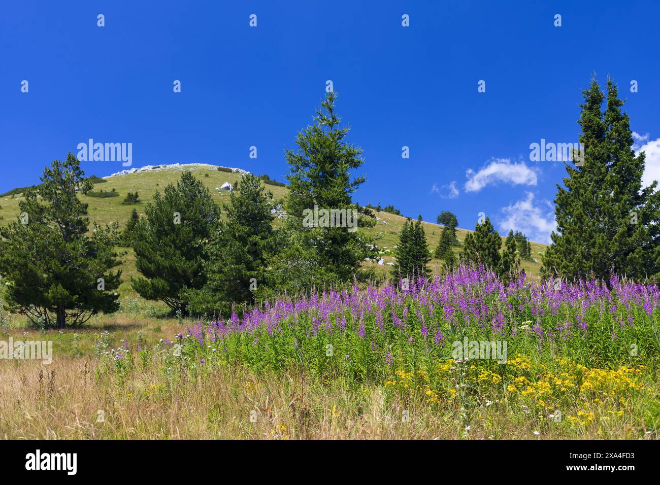 Foto einer feuchtwiese in den Bergen des Nördlichen Velebit-Nationalparks in Kroatien Stockfoto