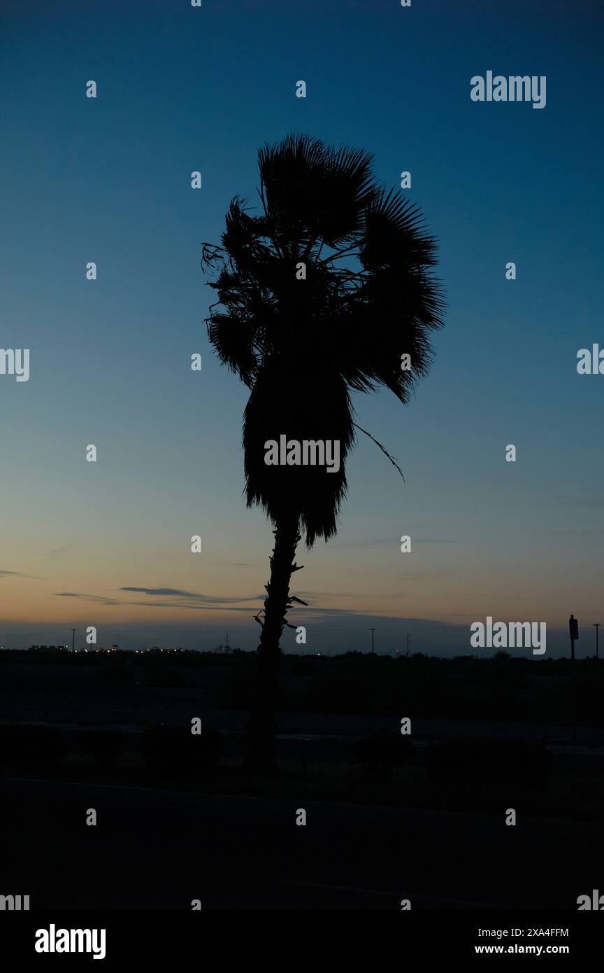 Eine Silhouette einer Palme vor einem Abendhimmel mit einem subtilen Farbverlauf von tiefblau zu orange in der Nähe des Horizonts. Stockfoto Eine Silhouette einer Palme vor einem Abendhimmel mit einem subtilen Farbverlauf von tiefblau zu orange in der Nähe des Horizonts. Stockfoto
