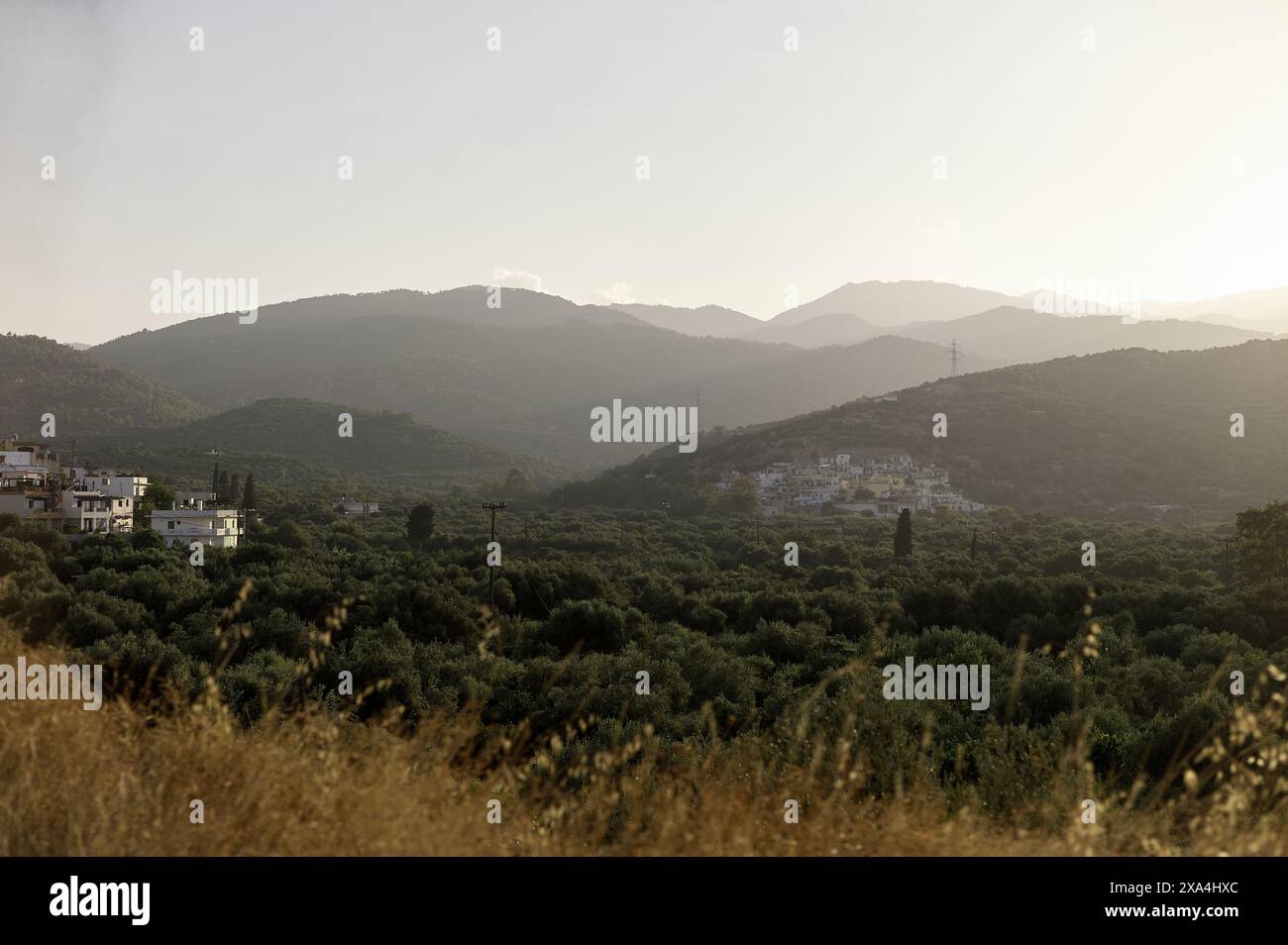 Ein malerischer Blick auf eine Landschaft bei Sonnenuntergang mit sanften Hügeln, einer Ansammlung von Gebäuden zwischen Bäumen und einem goldenen Feld im Vordergrund. Stockfoto