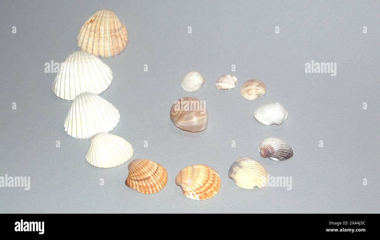 Shell-Kollektion – mediterrane Muschelspirale Stockfoto