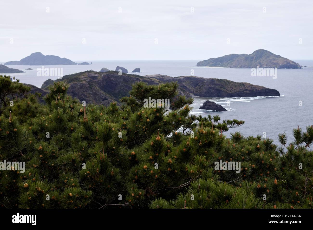 Küstenlandschaft mit Kiefern und Blick auf ein ruhiges Meer mit verstreuten Inseln unter bedecktem Himmel. Stockfoto