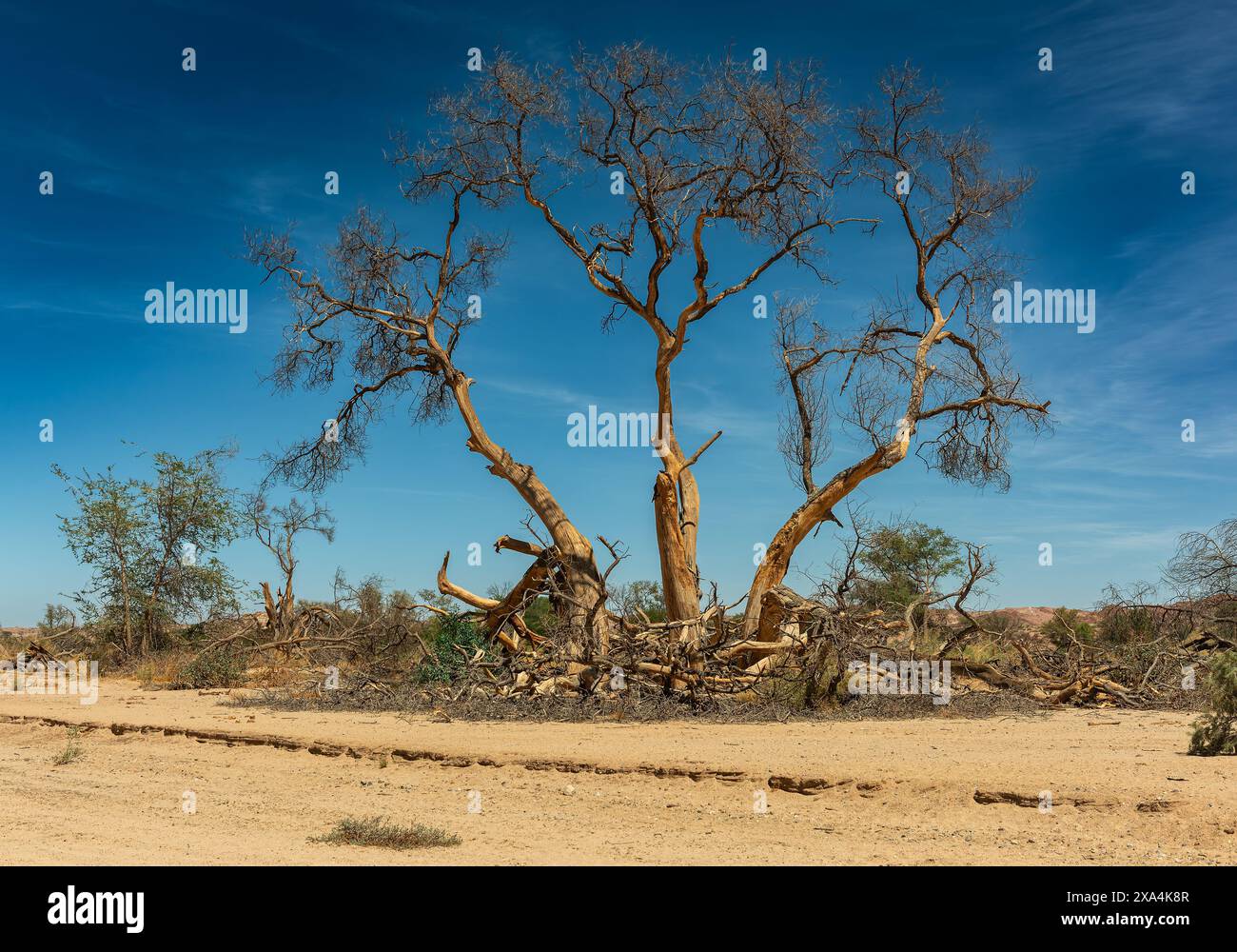 Vegetation entlang des ausgetrockneten UGAP-Flusses im Westen Namibias Stockfoto