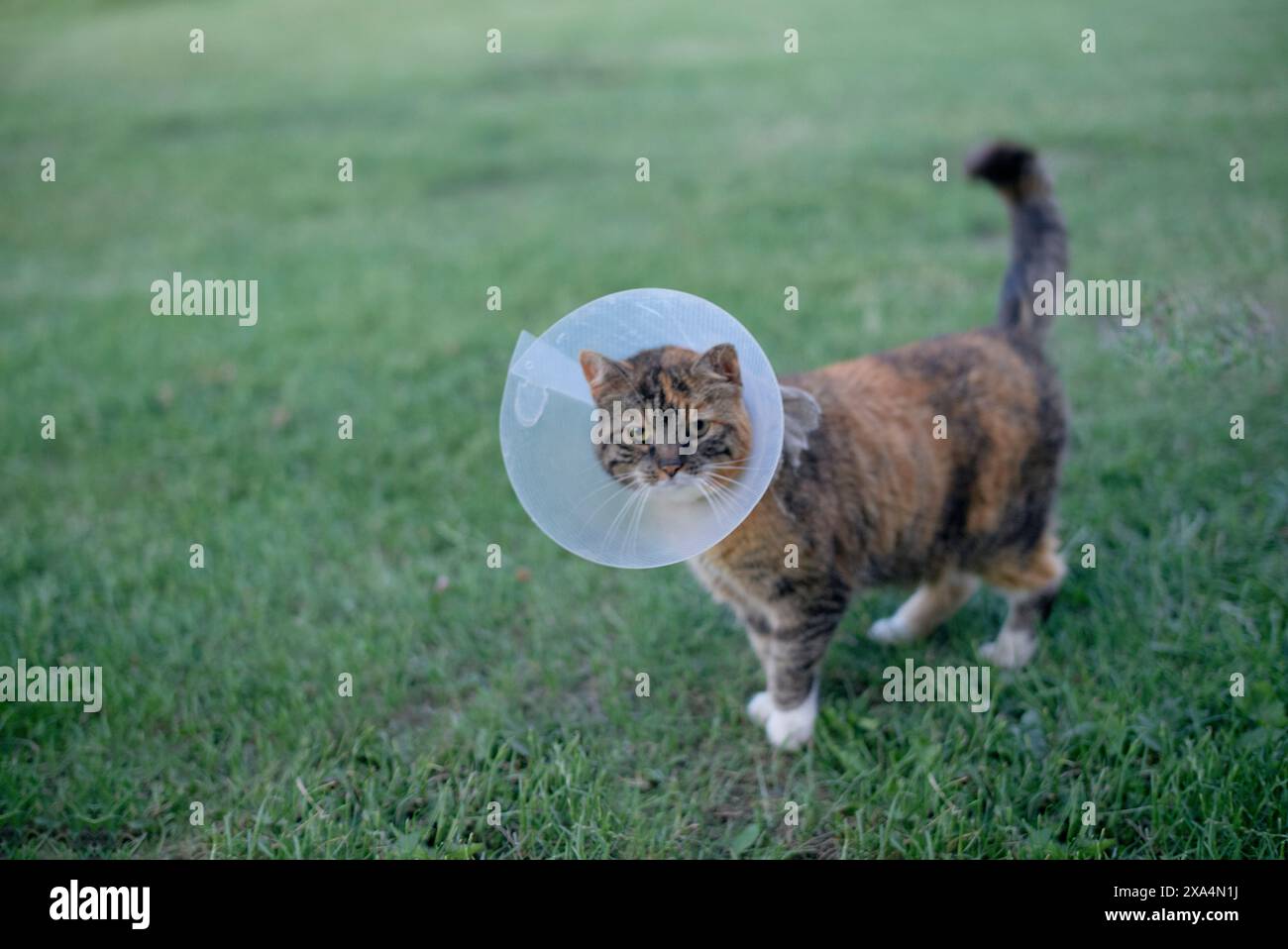 Eine braune Tabbykatze trägt ein transparentes elisabethanisches Plastikhalsband, auch Kegel genannt, und steht auf einem grasbewachsenen Feld. Stockfoto