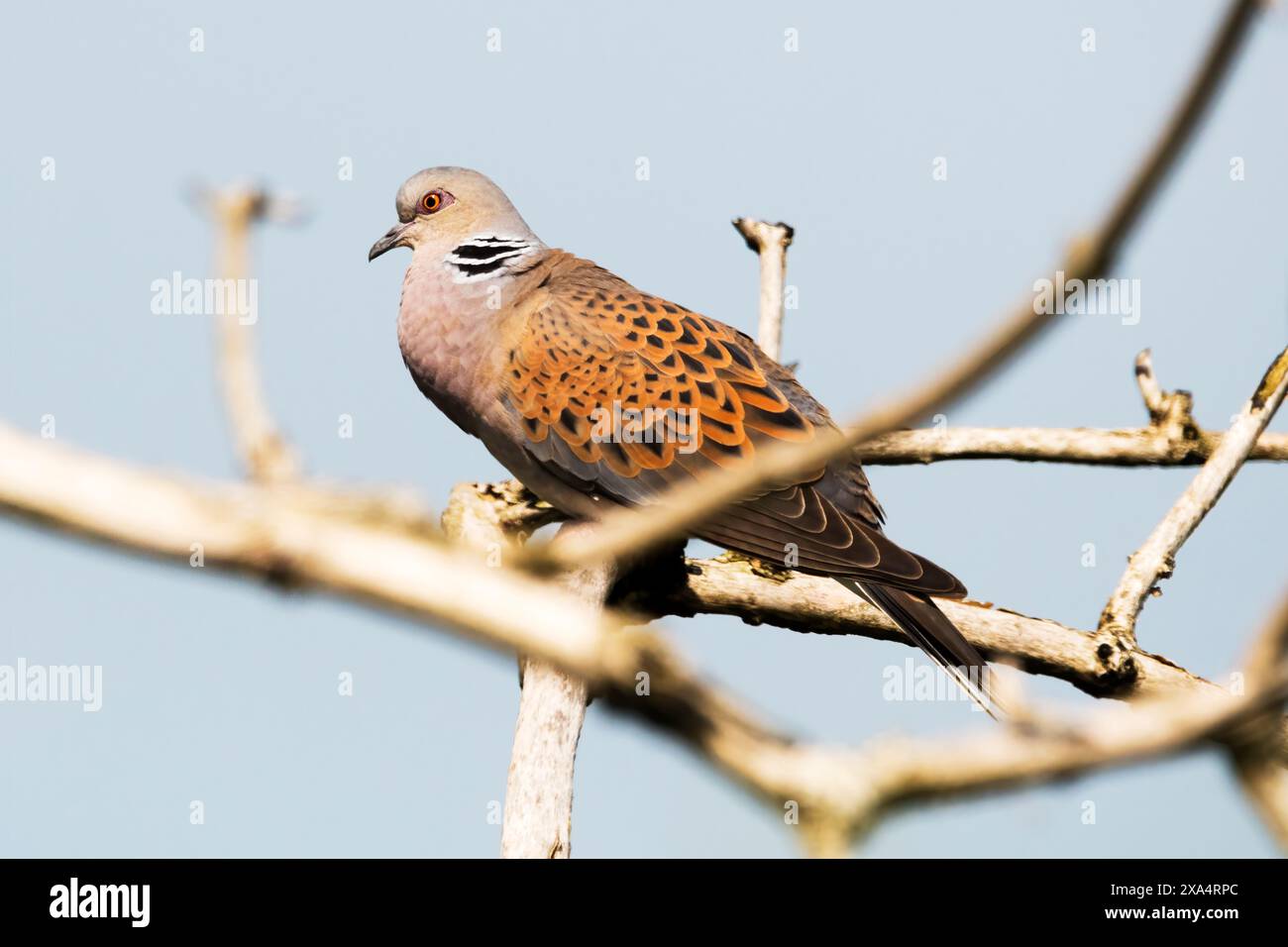 Schildkrötentaube, Streptopelia turtur. Stockfoto