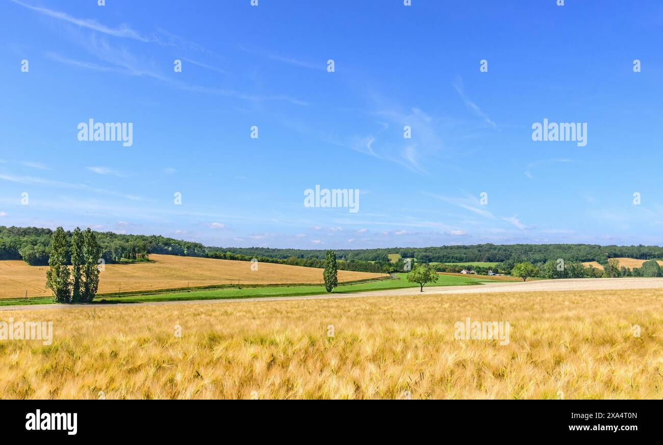 Weizenreifung auf Ackerflächen in Sud-Touraine - Boussay, Indre-et-Loire (37), Frankreich. Stockfoto