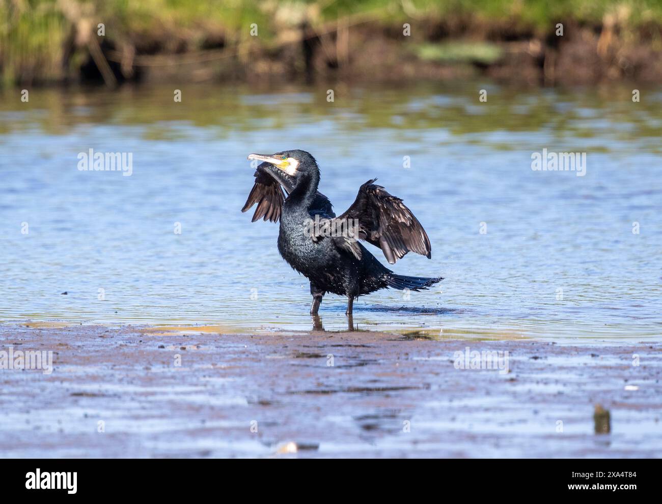 Kormoran Stockfoto