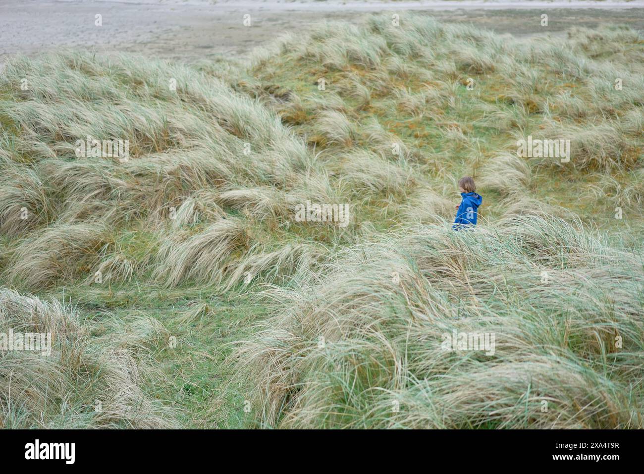 Ein Kind in einer blauen Jacke steht auf einem Feld aus windgepeitschtem, hohem Gras, das besinnlich oder verloren wirkt. Stockfoto