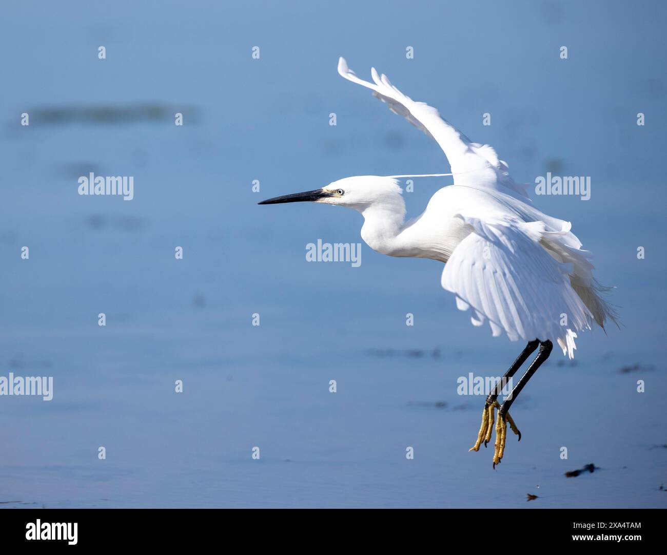 Seidenreiher (Egretta Garzetta) Stockfoto