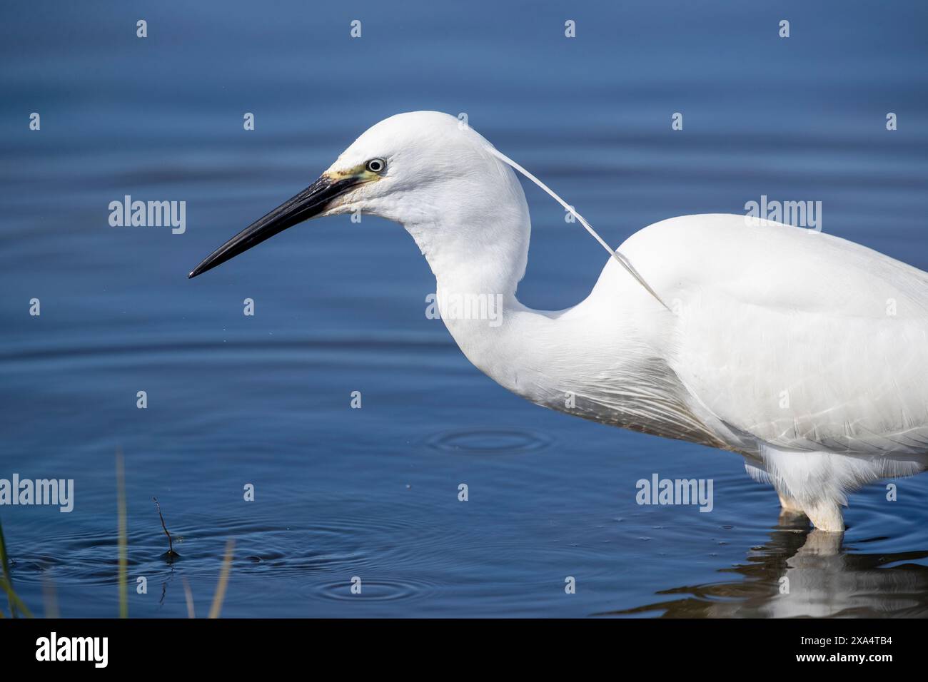 Seidenreiher (Egretta Garzetta) Stockfoto