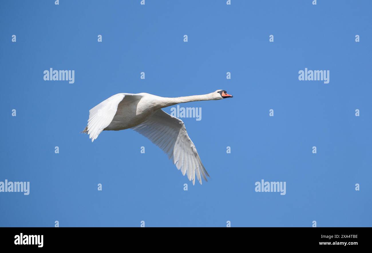 Höckerschwan (Cygnus Olor) Stockfoto