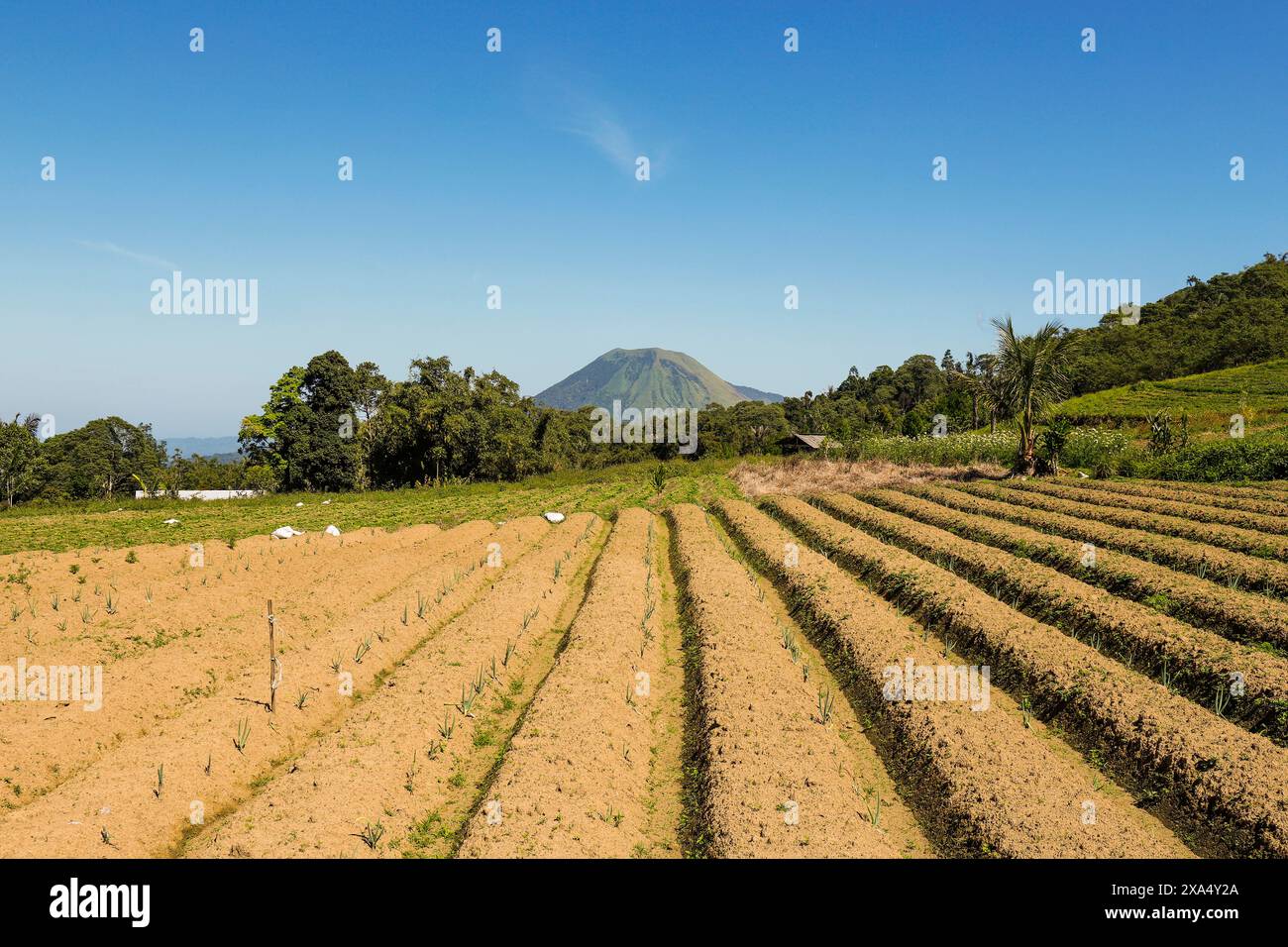 Fruchtbare Vulkanfelder mit Mount Lokon Peak, einem aktiven Stratovulkan außerhalb von Tomohon City, Gunung Lokon, Tomohon, North Sulawesi, Indonesisch Stockfoto