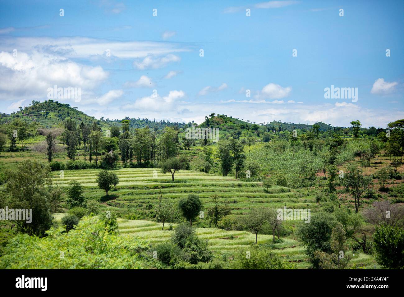 Terrassenfarmen mit Anbauflächen in Konso im südlichen Teil Äthiopiens. Stockfoto