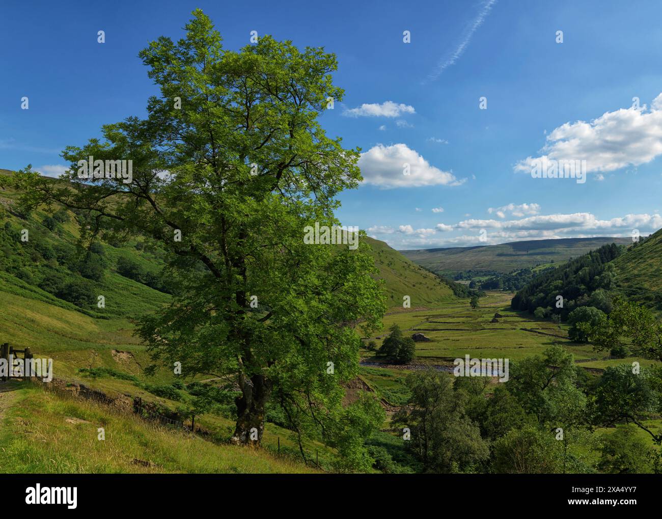 Ein lebendiger grüner Baum steht an der Spitze eines üppigen Tals mit sanften Hügeln unter einem klaren blauen Himmel. Stockfoto