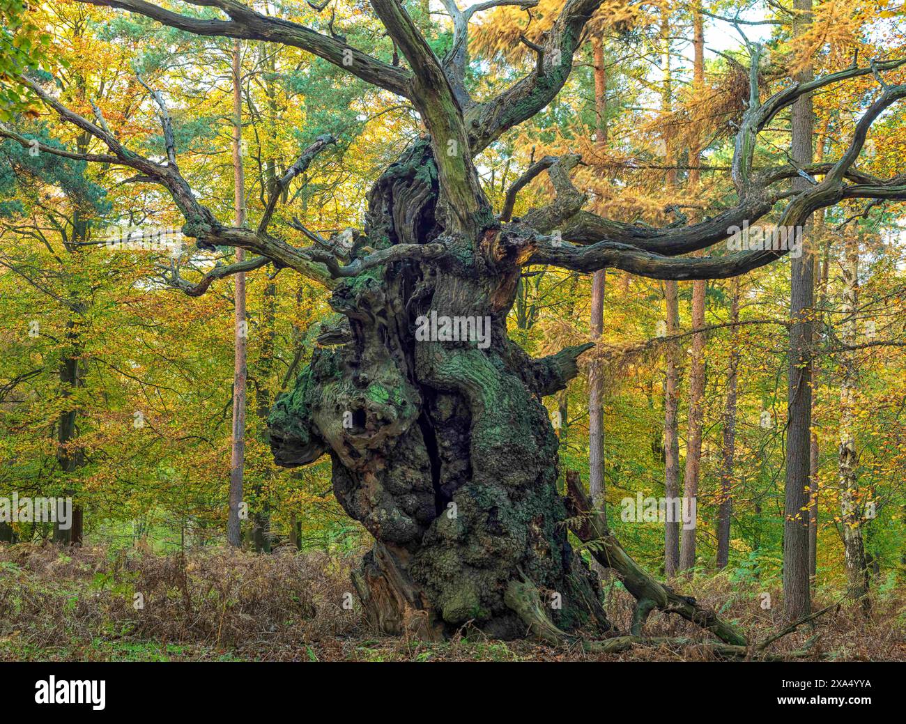 Ein alter verdrehter Baum in einem Herbstwald mit komplizierten Zweigen und strukturierter Rinde, umgeben von herabfallenden Blättern und immergrünen Blättern. Stockfoto