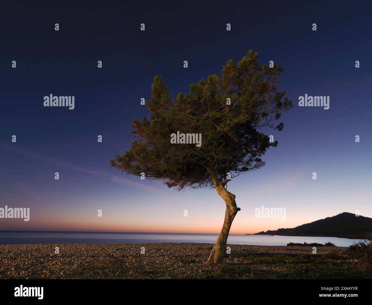 Ein einsamer Baum neigt sich zum Meer unter einem Abendhimmel mit Orange- und Blautönen. Stockfoto