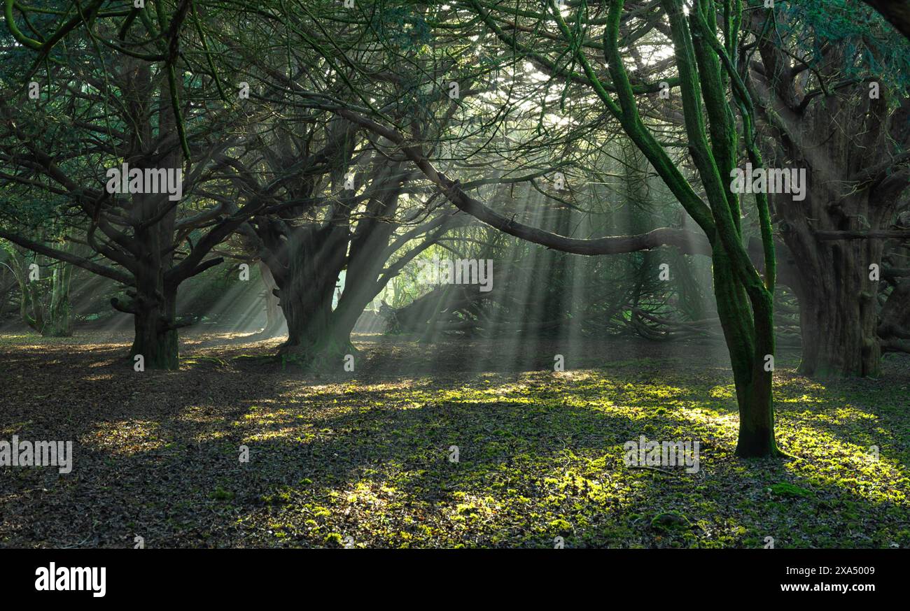 Sonnenstrahlen brechen durch die üppigen Baldachin eines bezaubernden Waldes und strahlen ein warmes Licht über das grüne Unterholz. Stockfoto