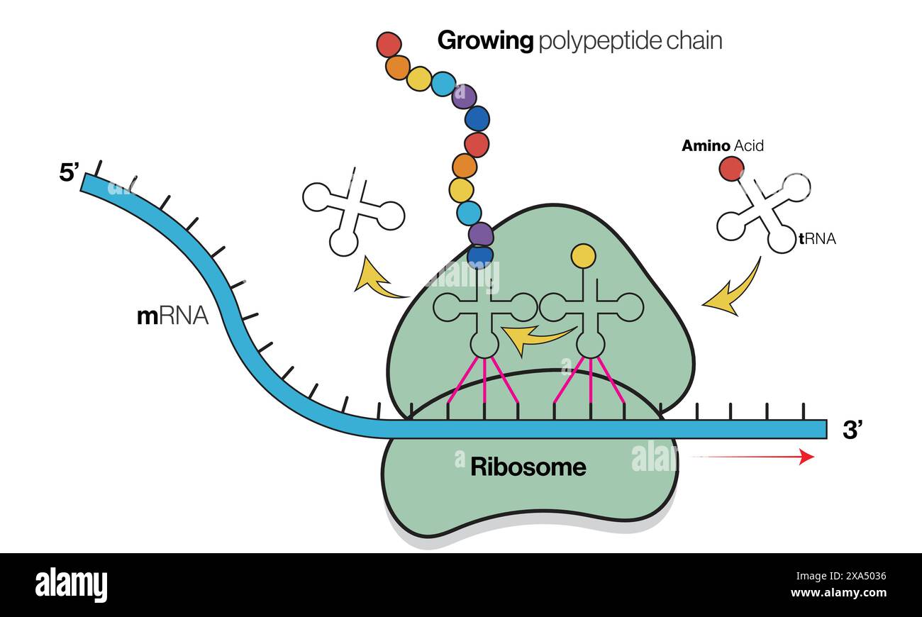 Detaillierte Vektor-Illustration des Übersetzungsprozesses für Genetik, Molekularbiologie und Biochemie auf weißem Hintergrund. Stock Vektor