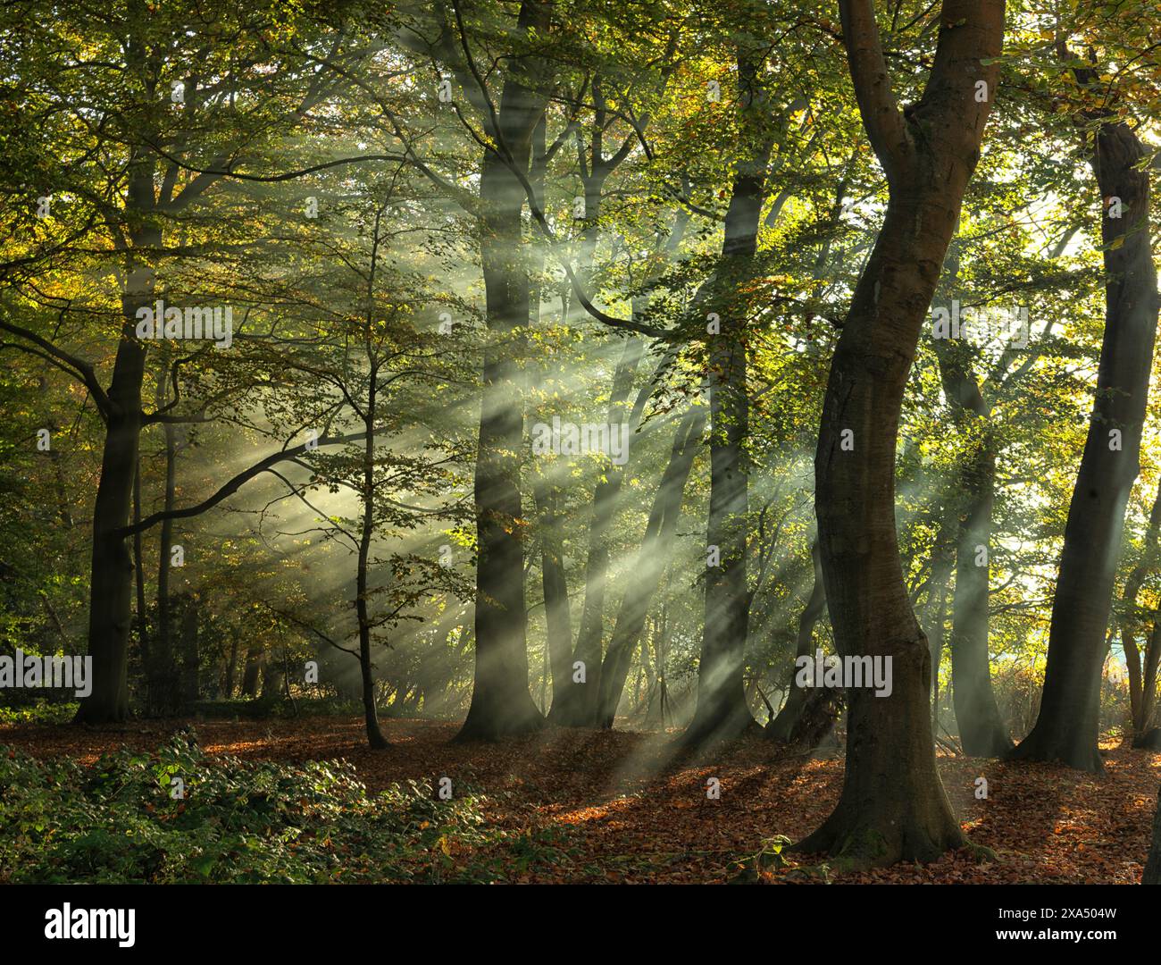 Sonnenstrahlen filtern durch einen ruhigen Wald, beleuchten den Nebel und zeigen das lebhafte Grün und das komplizierte Spiel von Licht und Schatten zwischen den Bäumen. Stockfoto