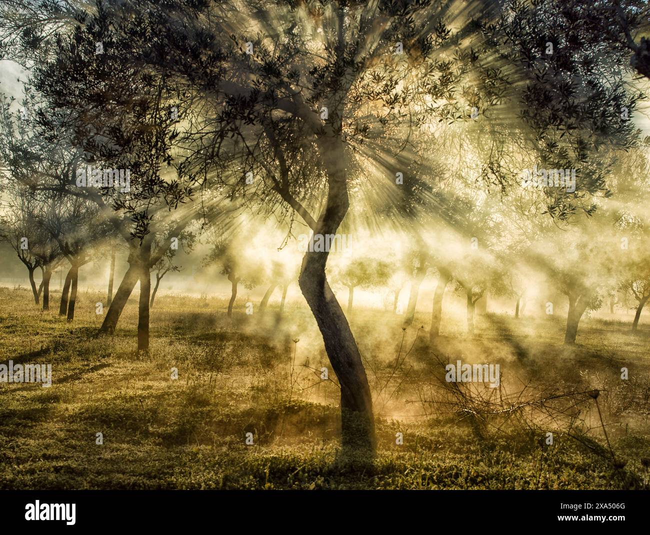 An einem nebeligen Morgen wird das Sonnenlicht durch die Zweige der Olivenbäume gefiltert und schafft eine ruhige und ätherische Atmosphäre im Wald. Stockfoto