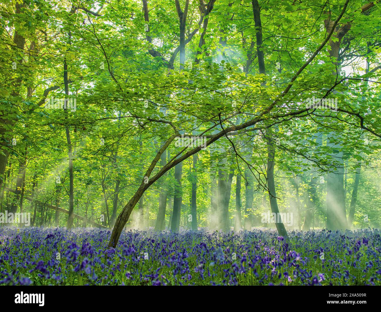 Sonnenlicht zieht durch einen üppigen Wald und beleuchtet einen Teppich aus Blauglockenblüten unter einem Baldachin aus grünen Blättern. Stockfoto