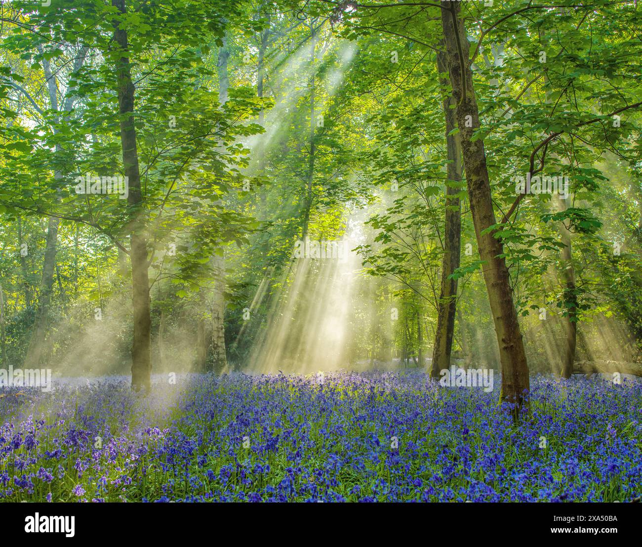 Sonnenlicht strömt durch einen üppigen Wald und beleuchtet einen Teppich aus Blauglockenblumen. Stockfoto
