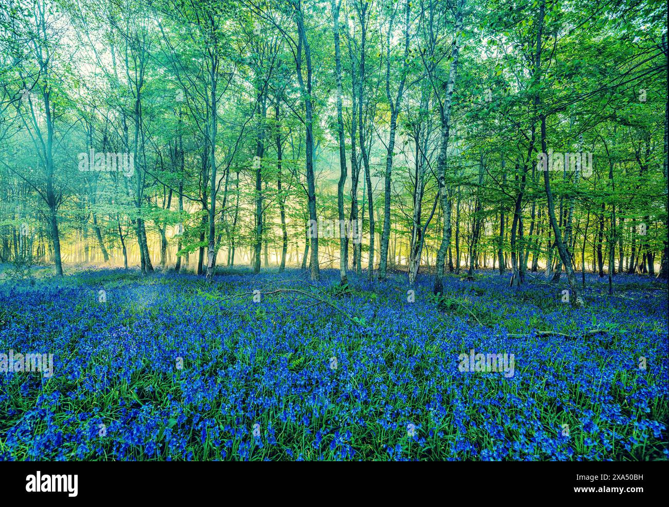 Das Sonnenlicht zieht durch einen üppigen Wald mit einem Teppich aus Glockenblöcken über den Boden. Stockfoto