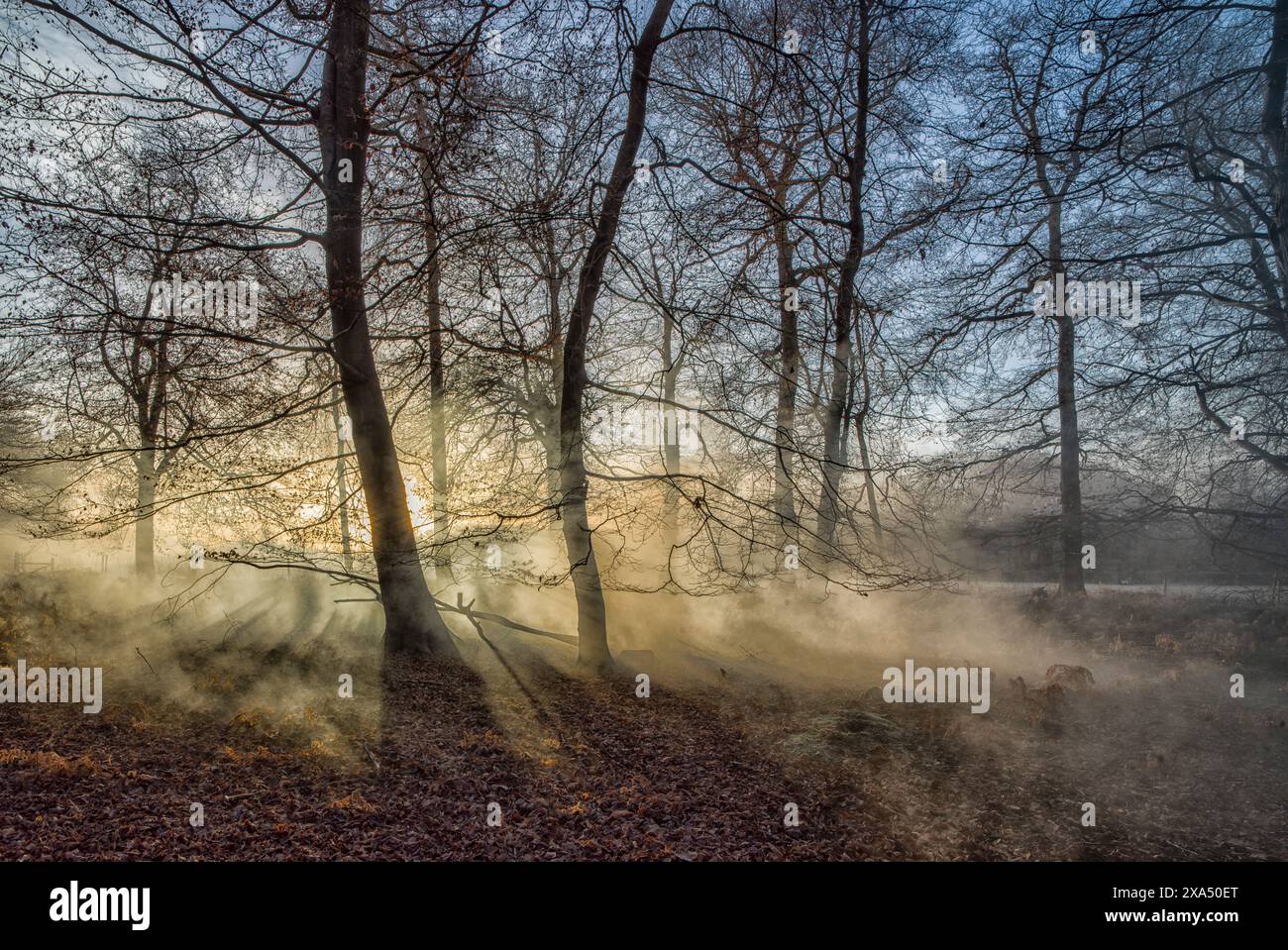 Sonnenstrahlen durchdringen einen nebeligen Wald bei Sonnenaufgang und beleuchten das Laub und die kargen Äste. Stockfoto