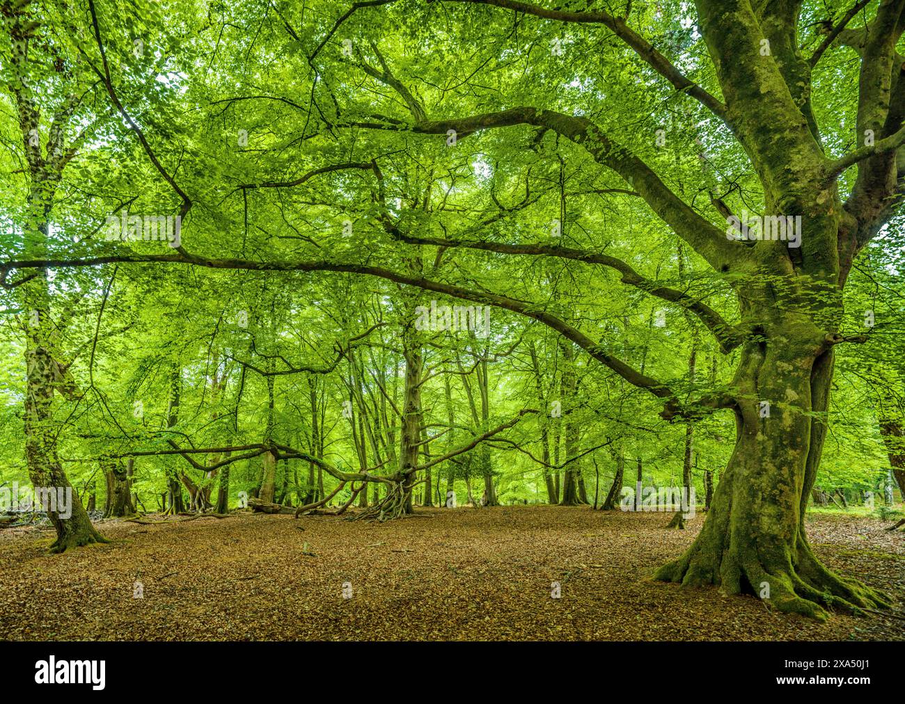 Grüner Wald mit Sonnenlicht, das durch die Baumkronen filtert und die weitläufigen Äste und saftig grünen Blätter hervorhebt. Stockfoto