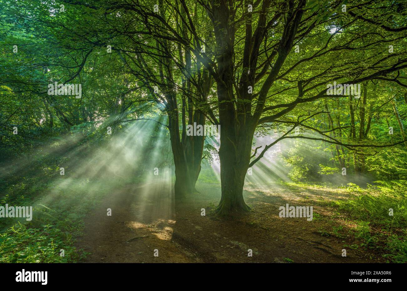 Sonnenstrahlen durchdringen das grüne Baldachin eines mystischen Waldweges. Stockfoto