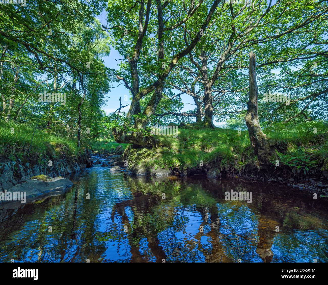 Ruhiger Fluss, der durch einen üppigen Wald fließt, mit Sonnenlicht, das durch das Baldachin gefiltert wird. Stockfoto