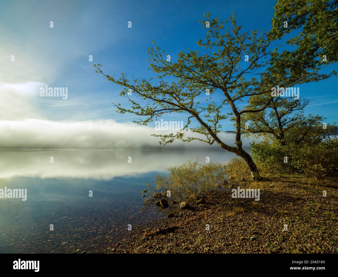 Ruhiger Blick auf den See mit einem einsamen Baum, der sich über ruhiges Wasser unter einem trüben Himmel bei Sonnenaufgang lehnt. Loch Arkaig Stockfoto