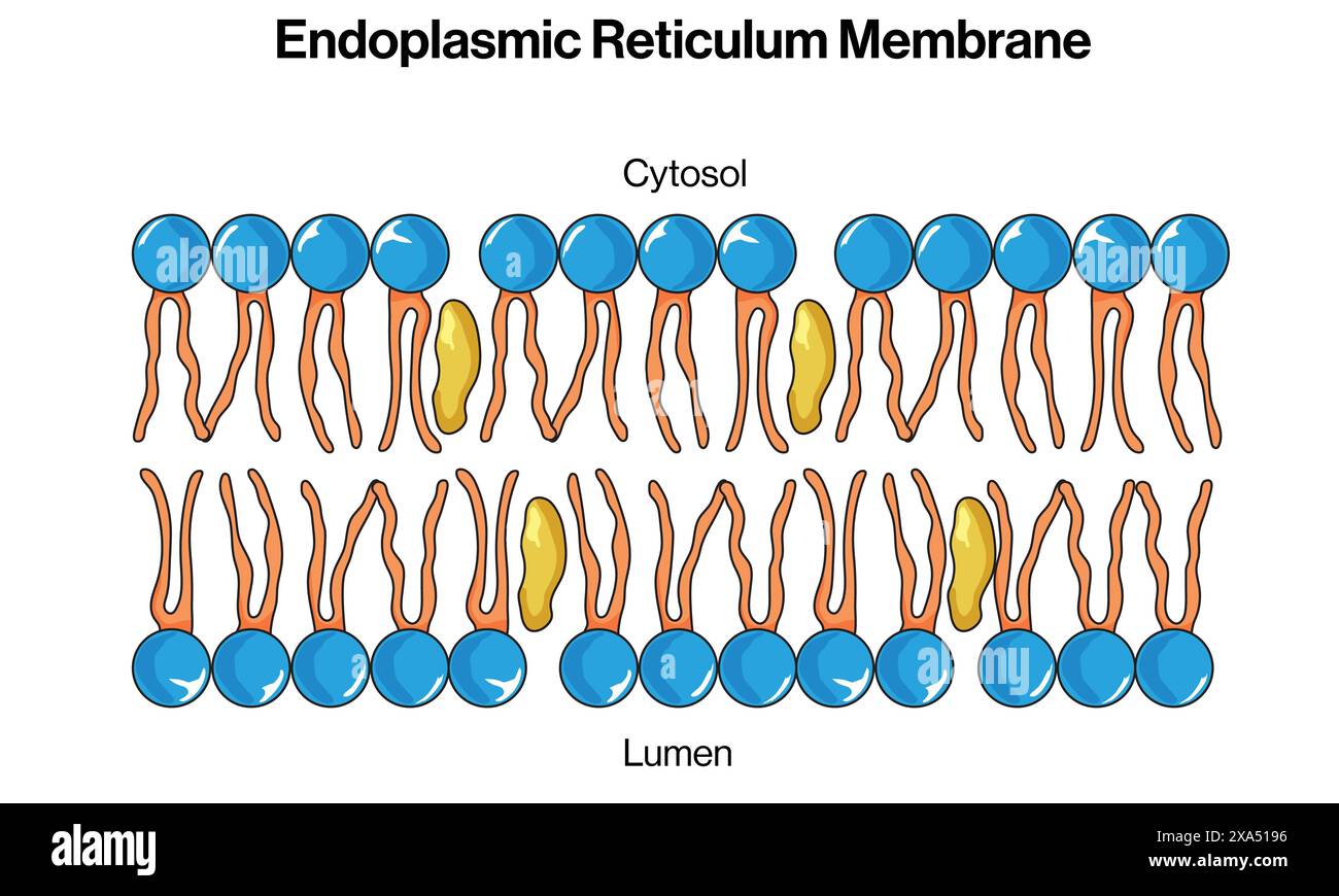 Detaillierte Vektorillustration der endoplasmatischen Retikulummembran für Zellbiologie, Molekularbiologie und Biochemie Ausbildung auf weißem Hintergrund. Stock Vektor