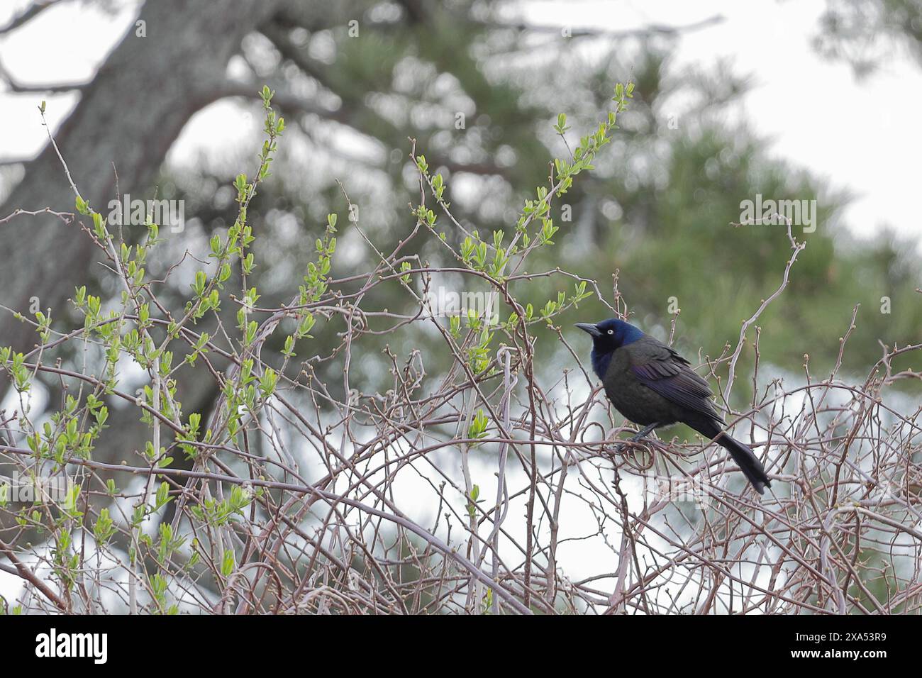 Gewöhnlicher Grackle, der auf einem Ast thront Stockfoto