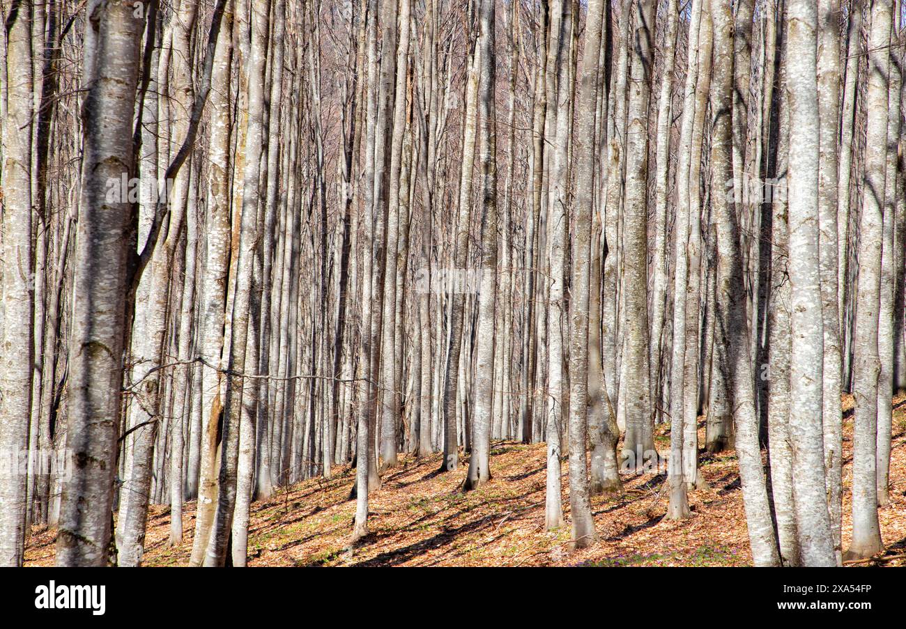 Die Stämme der Buchen im Wald ohne Blätter. Stockfoto