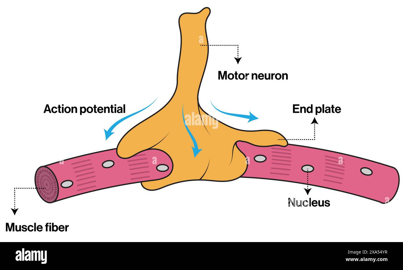 Detaillierte Vektor-Illustration der neuromuskulären Verbindung für Neurowissenschaften, Anatomie und Physiologie Ausbildung auf weißem Hintergrund. Stock Vektor