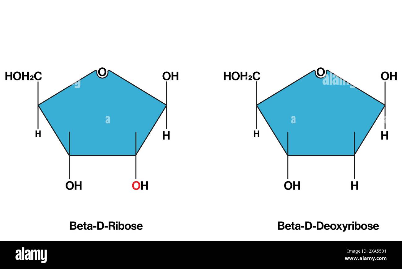 Vektorillustration von Beta-D-Ribose und Beta-D-Desoxyribose Chemical Structures for Biochemistry and Molecular Biology Education on White Background. Stock Vektor