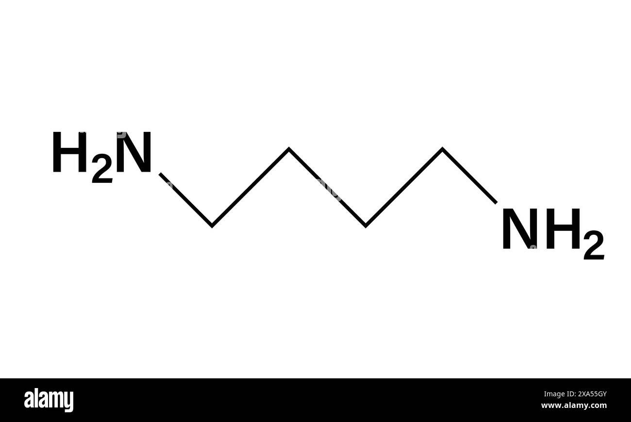 Detaillierte Vektor-Illustration der Putrescine-chemischen Struktur für Biochemie, organische Chemie und Pharmakologie-Ausbildung auf weißem Hintergrund. Stock Vektor