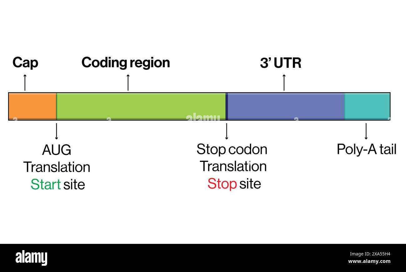 Detaillierte Vektordarstellung der allgemeinen Struktur der mRNA mit Komponenten für Molekularbiologie und Genetik auf weißem Hintergrund. Stock Vektor