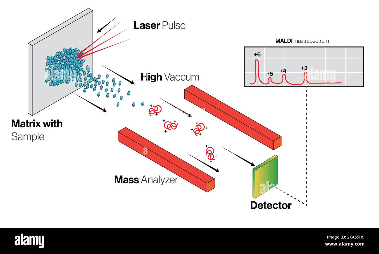 Detaillierte Vektordarstellung des Funktionsprinzips der Matrix Assisted Laser Desorption Ionisation (MALDI) für die Massenspektrometrie auf weißem Hintergrund. Stock Vektor