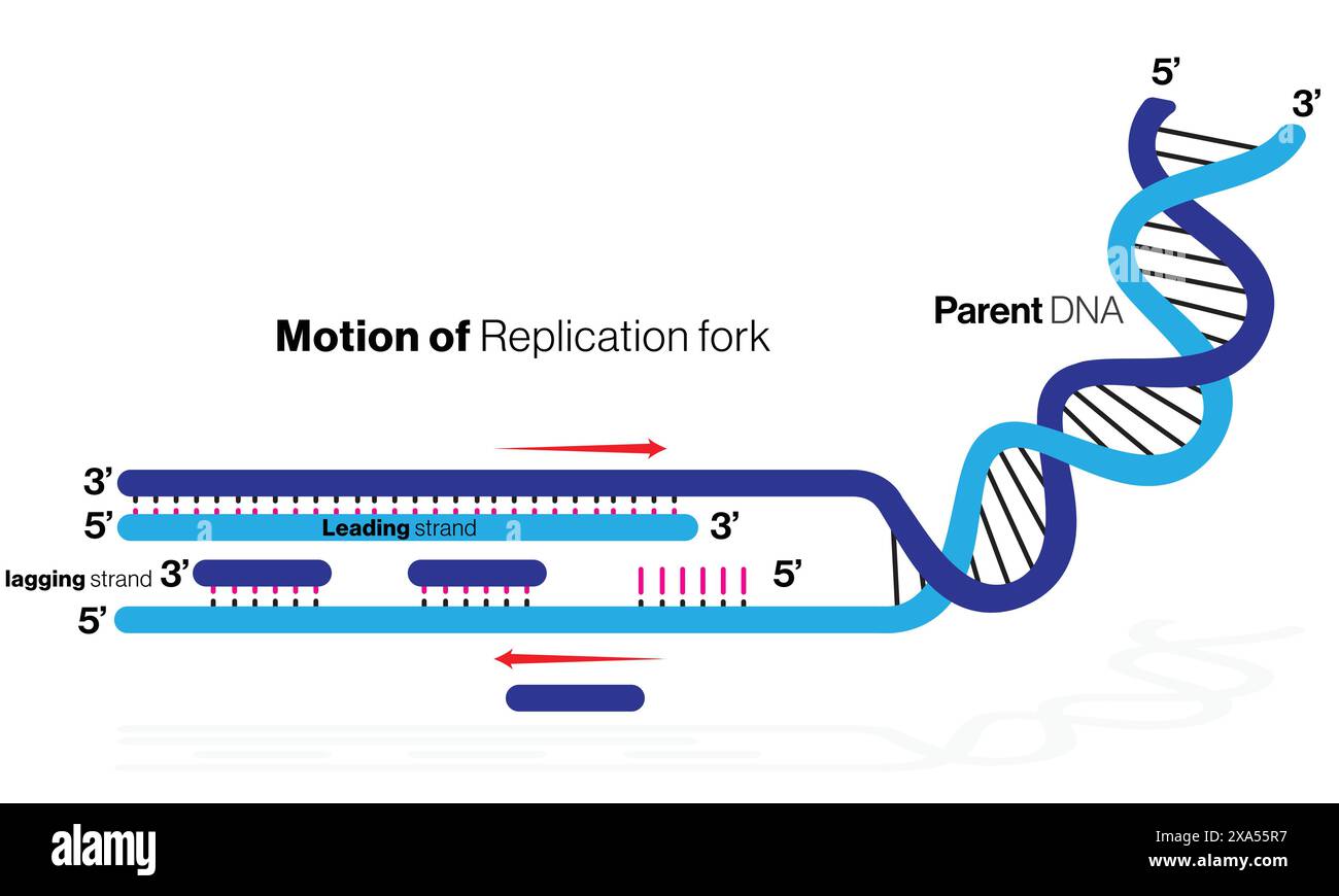 Detaillierte Vektorillustration der Okazaki-Fragmentgenerierung während der DNA-Replikation für Molekularbiologie und Genetik auf weißem Hintergrund. Stock Vektor