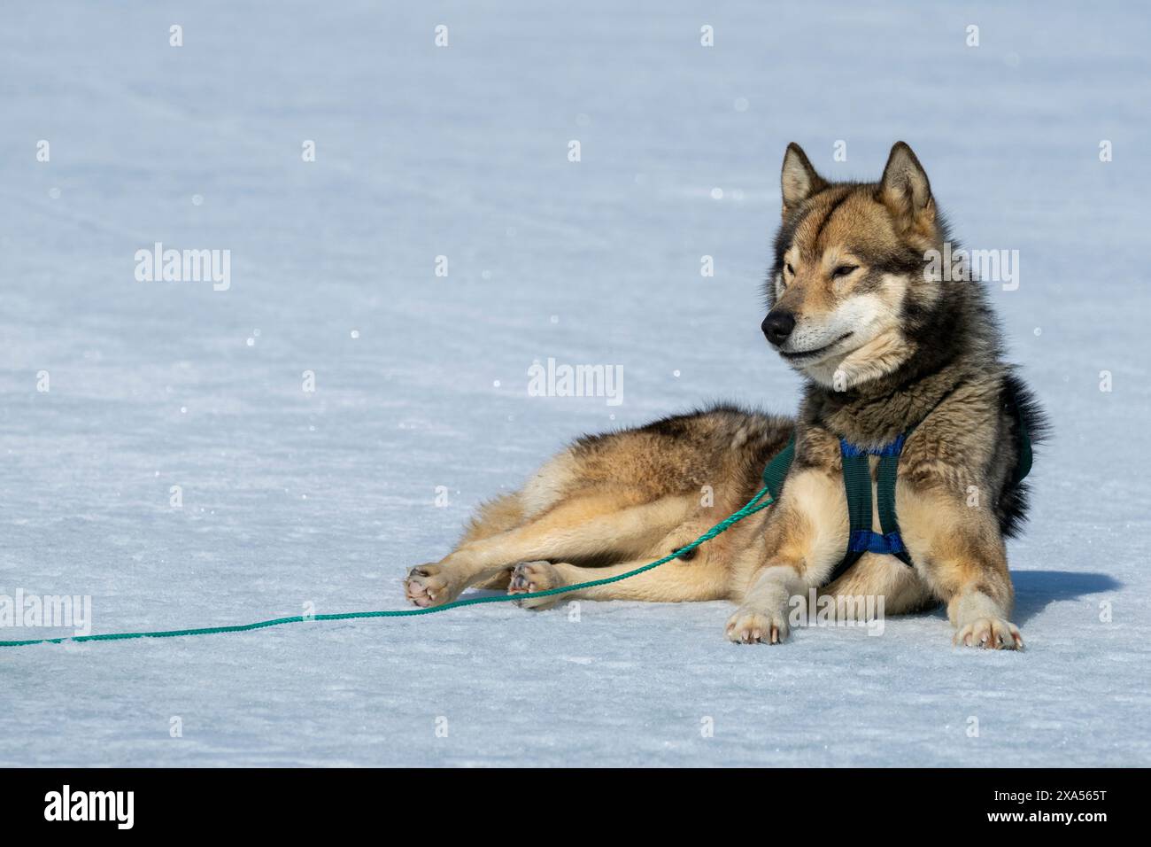 Südöstliches Grönland, Gemeinde Sermersooq, Region Ammassalik, Tasiilaq. Typischer grönländischer Schlittenhund. Stockfoto